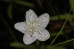 Carolina grass of Parnassus